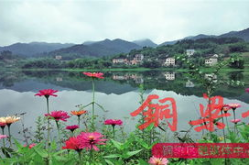 铜梁花漾,千年古韵绽放现代魅力
