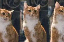 蜜汁猫裘是中国人么,揭秘中国美食文化的独特魅力