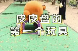 皮皮熊在雪山被小姐姐打,邂逅小姐姐的甜蜜邂逅